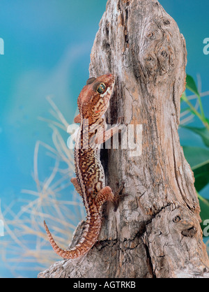 Madagascar Gecko au sol Banque D'Images