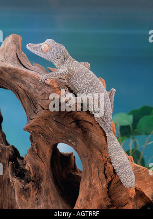 Henkel's Gecko Leaftail Banque D'Images