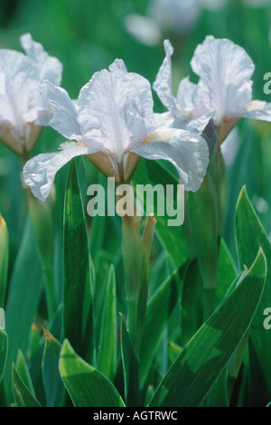 Iris nain Banque D'Images