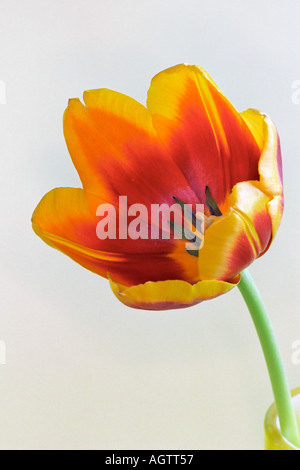 Fleur de tulipe rouge et jaune sur fond blanc Banque D'Images