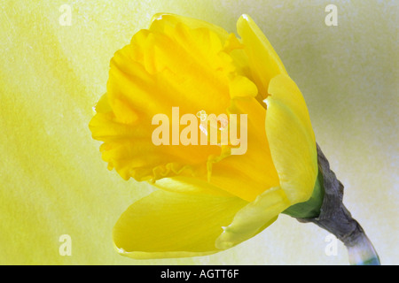 Fleur jonquille contre fond jaune. Banque D'Images