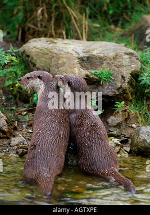 Loutre d'Europe / La Loutre de rivière Banque D'Images