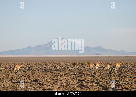 Aube sur Salar de Uyuni avec vicugna Bolivie Banque D'Images