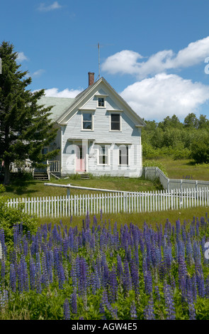 Accueil de la Nouvelle Angleterre avec clôture blanche et mauve lupins dans Walker Région de l'étang Brooksville Maine USA Banque D'Images