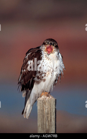 Red-tailed hawk / Rotschwanzbussard Banque D'Images