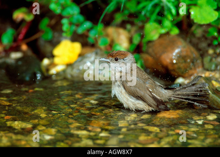 Blackcap / Moenchsgrasmuecke Banque D'Images