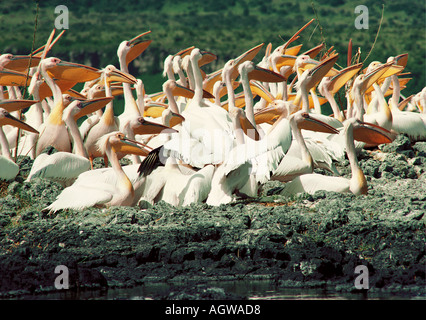 Les pélicans blancs assis sur des œufs sur une île du lac Elmenteita dans la vallée du Grand Rift au Kenya Afrique de l'Est Banque D'Images