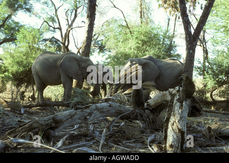 Manger les éléphants les écrous d'un Pallm Doum arbre dans la réserve nationale de Samburu, Kenya Afrique de l'Est les babouins Olive ils regardent le Banque D'Images