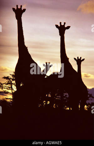 Les Masais Girafe silhouetté contre le Ciel de coucher du soleil Banque D'Images