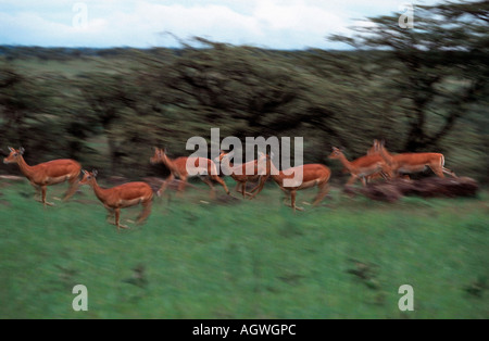 Impala / Schwarzfersenantilope Banque D'Images