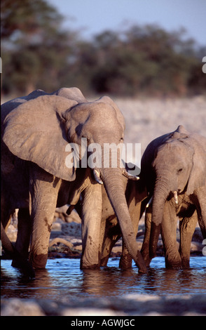 L'éléphant d'Afrique Banque D'Images