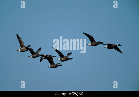 / Ringelgans Brent Goose Banque D'Images