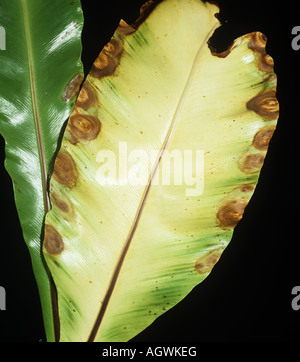 La tache bactérienne Xanthomonas campestris sur la marge de bird s nest fern leaf Banque D'Images