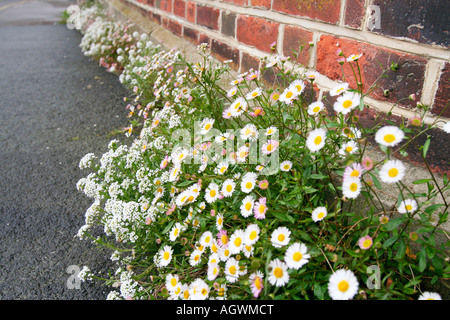 Fleurs de camomille autour d'un mur, Southwold, Suffolk, UK Banque D'Images