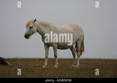 White horse sur clifftops dans l'ouest du pays de Galles Banque D'Images