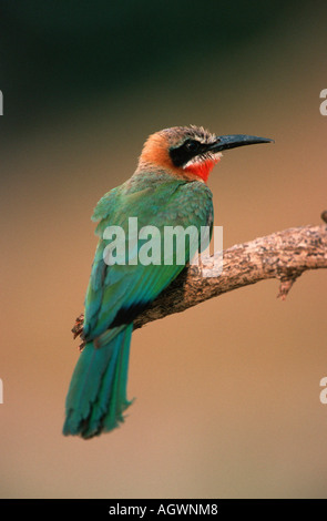 L'Oie rieuse Bee-eater / Weissstirn-Spint Banque D'Images