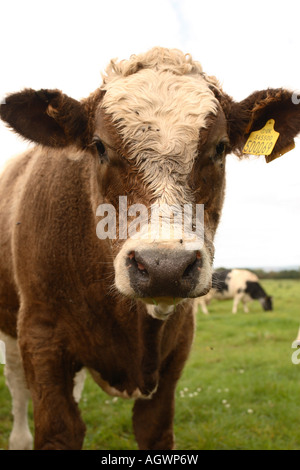 Jeune veau vache génisse avec identification tag marqueur dans le Somerset en Angleterre Banque D'Images