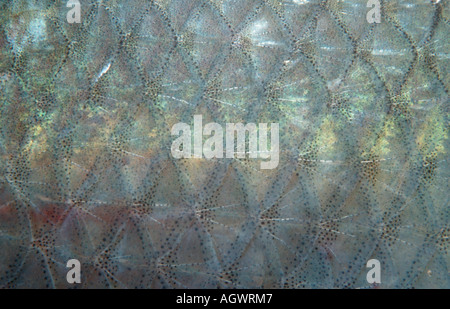 Balkan Roach Banque D'Images