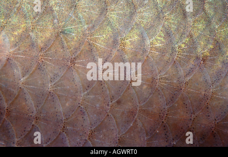 Balkan Roach Banque D'Images