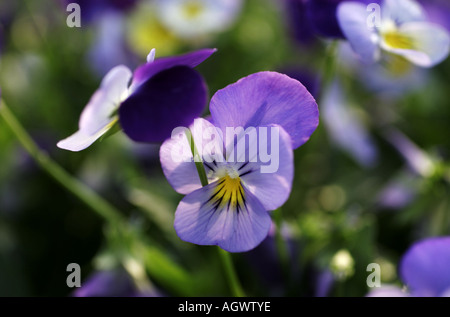 Fleurs violettes en été à Kita-kogane, Matsudo City, préfecture de Chiba, au Japon. Banque D'Images