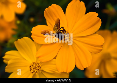 La succion d'un nectar d'Abeille Calendula (fleur de souci) Banque D'Images