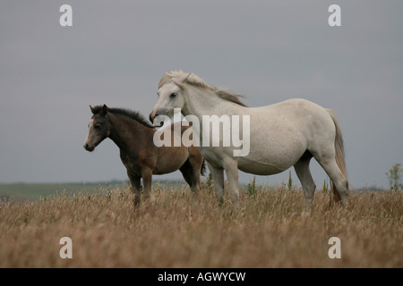 Cheval et poulain debout sur clifftops dans l'ouest du pays de Galles Banque D'Images