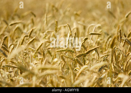 Champ de maïs Banque D'Images