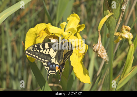 Papilio machaon papillon machaon ssp britannicus se nourrissant de drapeau jaune iris Norfolk UK Juin Banque D'Images