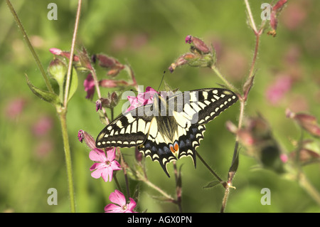 Papilio machaon papillon machaon ssp britannicus se nourrissant de fleurs rouge Campion Norfolk UK Juin Banque D'Images