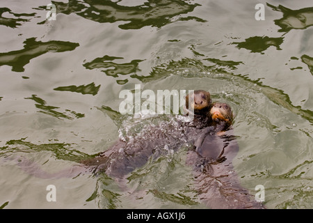 La loutre géante (Pteronura brasiliensis) couple. Ils sont structurés autour de la dominante du groupe, couple reproducteur. Banque D'Images