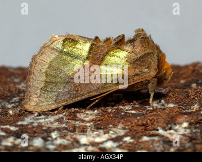 Laiton bruni moth Banque D'Images