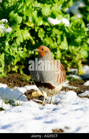La Perdrix grise Perdix perdix debout à Alert dans la neige avec couvercle kale contexte therfield cambridgeshire Banque D'Images