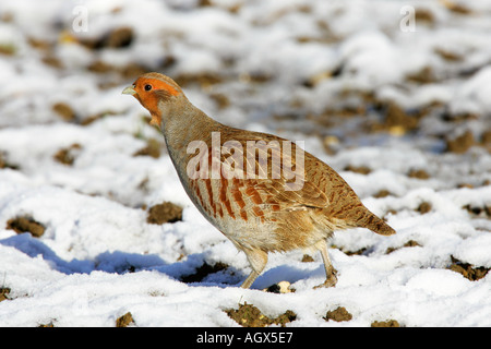 La Perdrix grise Perdix perdix debout dans le champ couvert de neige à therfield alerte cambridgeshire Banque D'Images