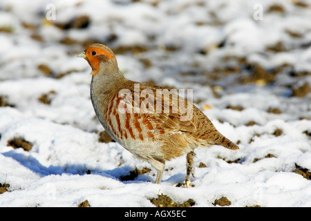La Perdrix grise Perdix perdix debout dans le champ couvert de neige à therfield alerte cambridgeshire Banque D'Images