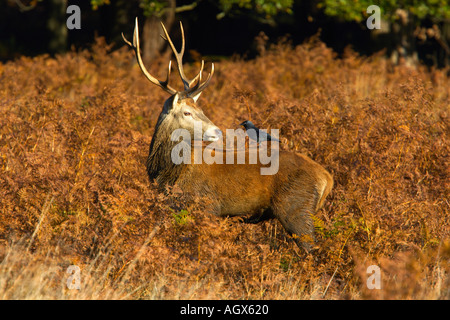 Red Deer Cervus elaphus Young buck avec Corvus monedula Choucas sur retour à l'article alerte dans bracken Banque D'Images