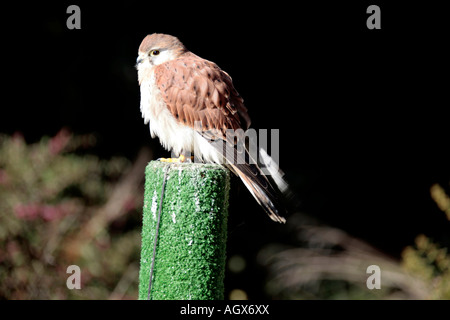 Australian Kestrel mâle/Nankeen Kestrel Falco cenchroides- Banque D'Images