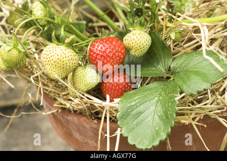Maturation des fruits fraises en terre cuite le semoir sur patio UK Juillet Banque D'Images