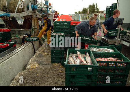 Poisson frais d'être débarqué et pesées sur quai de Quistreham près de Caen dans le Nord de la France Banque D'Images