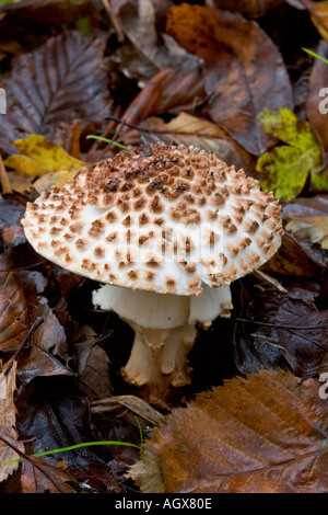 Faux plafond mort Amanita citrina poussant parmi les feuilles d'automne bois chicksands bedfordsshire Banque D'Images