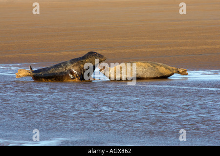 Homme et femail les phoques gris (Halichoerus grypus) portant au bord de l'eau donna nook lincolnshire Banque D'Images