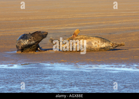 Le phoque gris Halichoerus grypus jouant au bord de l'eau donna nook lincolnshire Banque D'Images