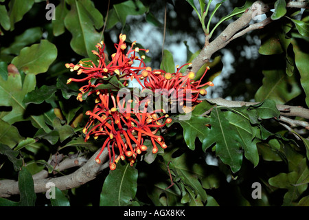 Firewheel Tree - Stenocarpus sinuatus famille des Protéacées Banque D'Images