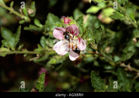 /Afrique /Faux Cap Mallow// Hibiscus Nain mauve/Sandrose velues et des Abeilles -Anisodontea scabrosa et Apis mellifera Banque D'Images