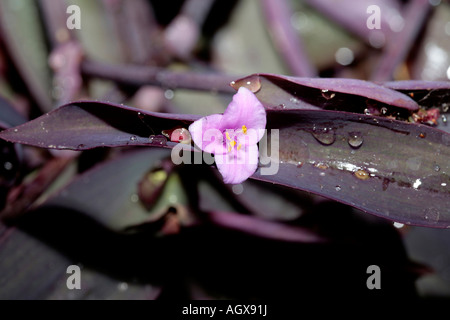 Purple Heart /Purple Secretia Tradescantie // juif errant après la pluie- Setcreasea purpurea Commelinaceae Famille Tradescantia/ Banque D'Images