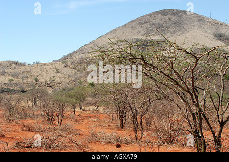 Vue paysage de la savane africaine dans le parc national de Tsavo Ouest Kenya. Banque D'Images