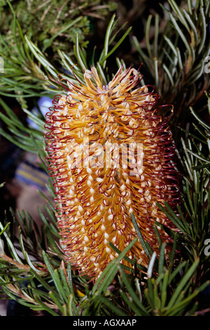 Goupille/Hill - Banksia Banksia spinulosa var. 'Birthday Candles' Banque D'Images