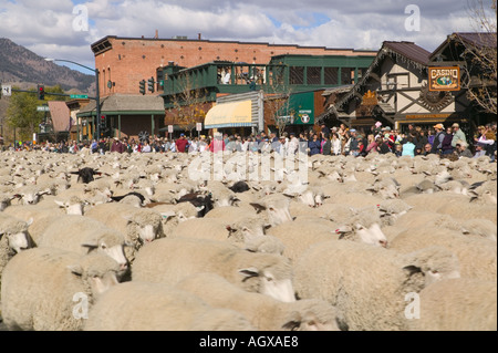 En retrait des brebis Ketchum Idaho un berger basque de la tradition et de l'événement culturel de l'Idaho Banque D'Images