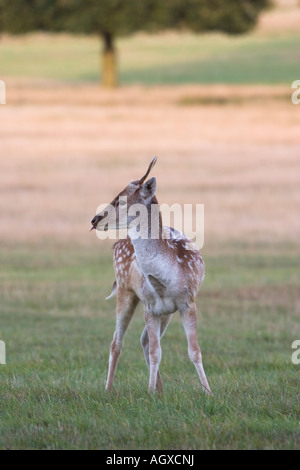 Cerf fauve Banque D'Images