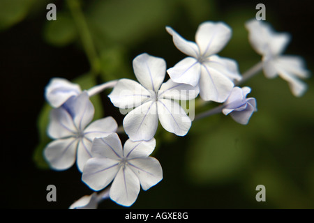 Fleurs bleu et blanc délicat Banque D'Images