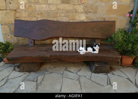 Chat sur banc à Molieres Dordogne France Banque D'Images